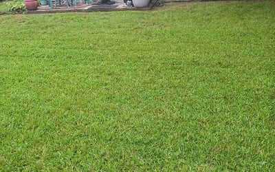 Gallery image 3 — licensed lawn treatment Dallas