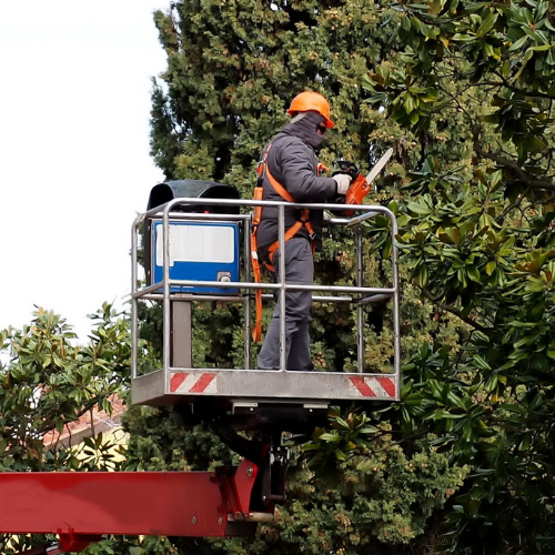 Gallery image 2 — affordable tree service Dallas