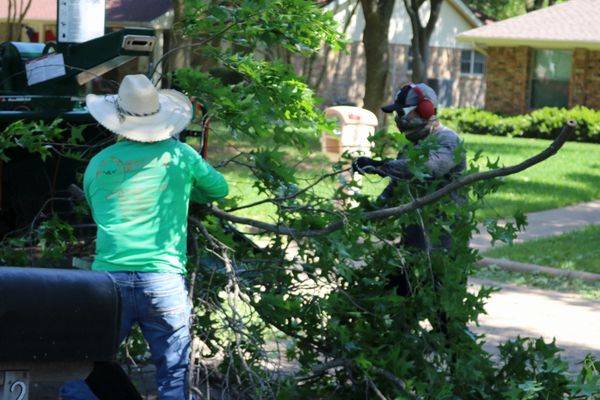 Gallery image 5 — affordable tree service Dallas