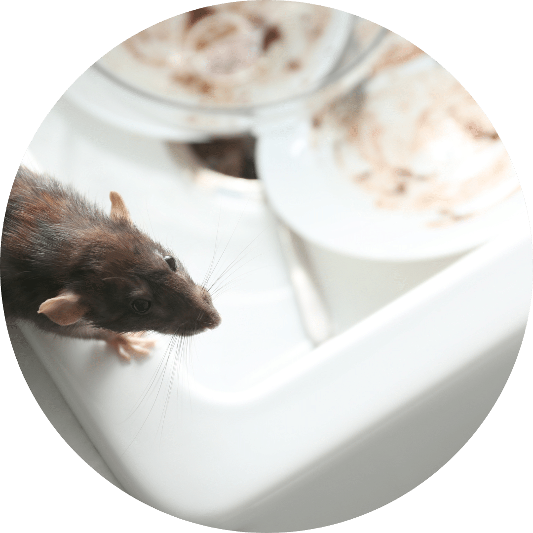 Gallery image 8 — Bug Busters, Inc
