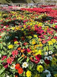 landscape maintenance DFW