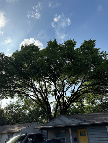 Gallery image 5 — tree removal near me