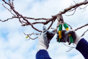 Gallery image 13 — seasonal lawn care Dallas