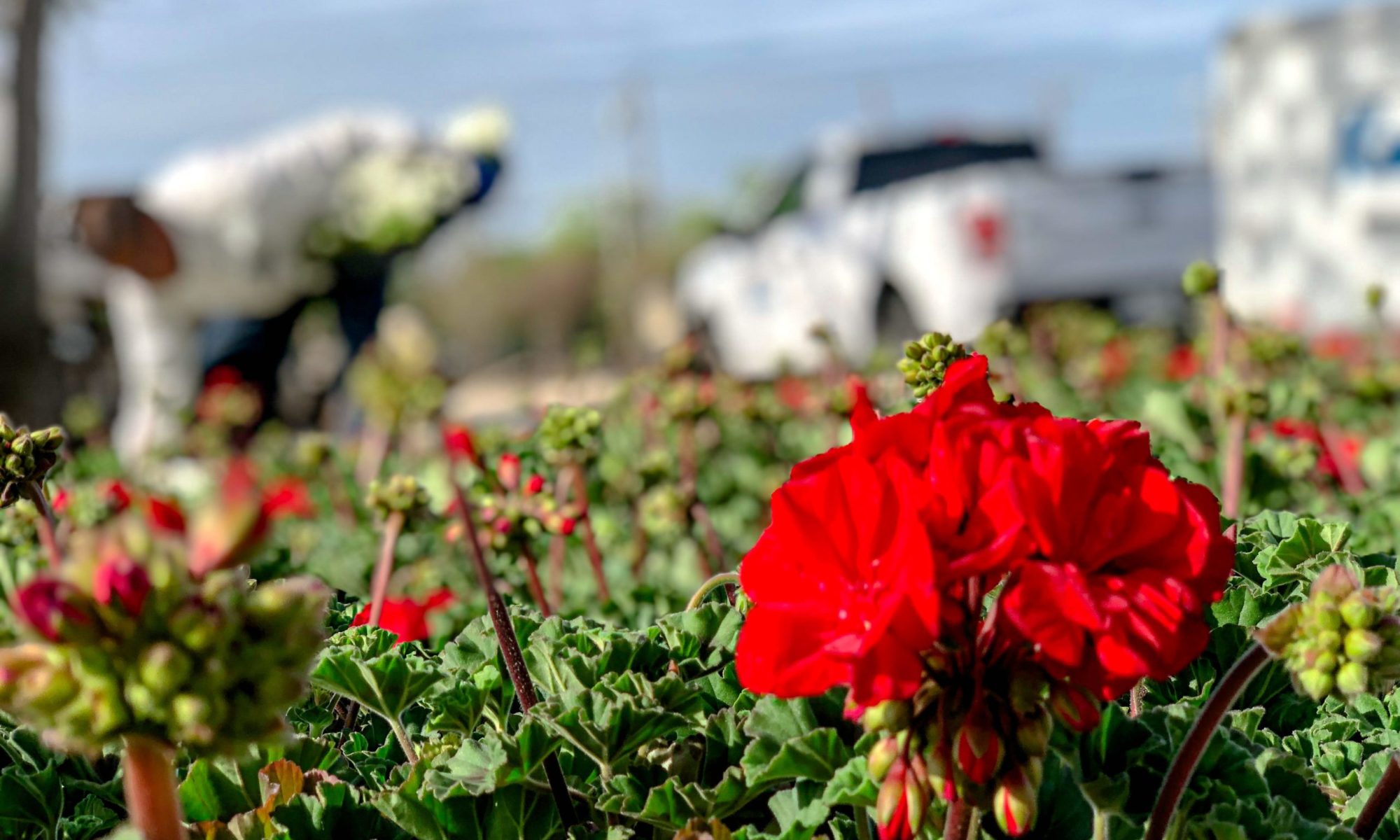 Gallery image 8 — family-owned landscape company Dallas