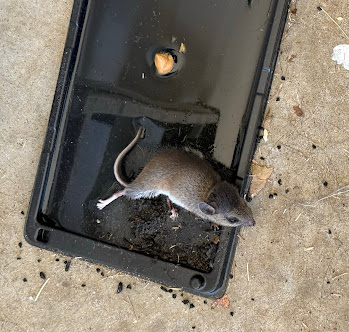 Gallery image 2 — NexPro Pest Control