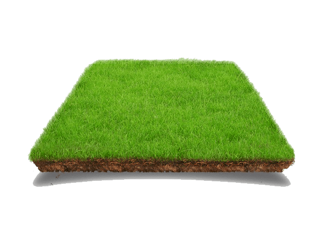 fire ant control Dallas