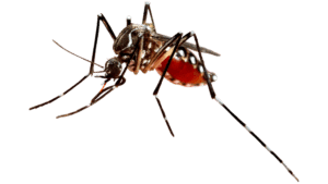 Gallery image 3 — fire ant control Dallas