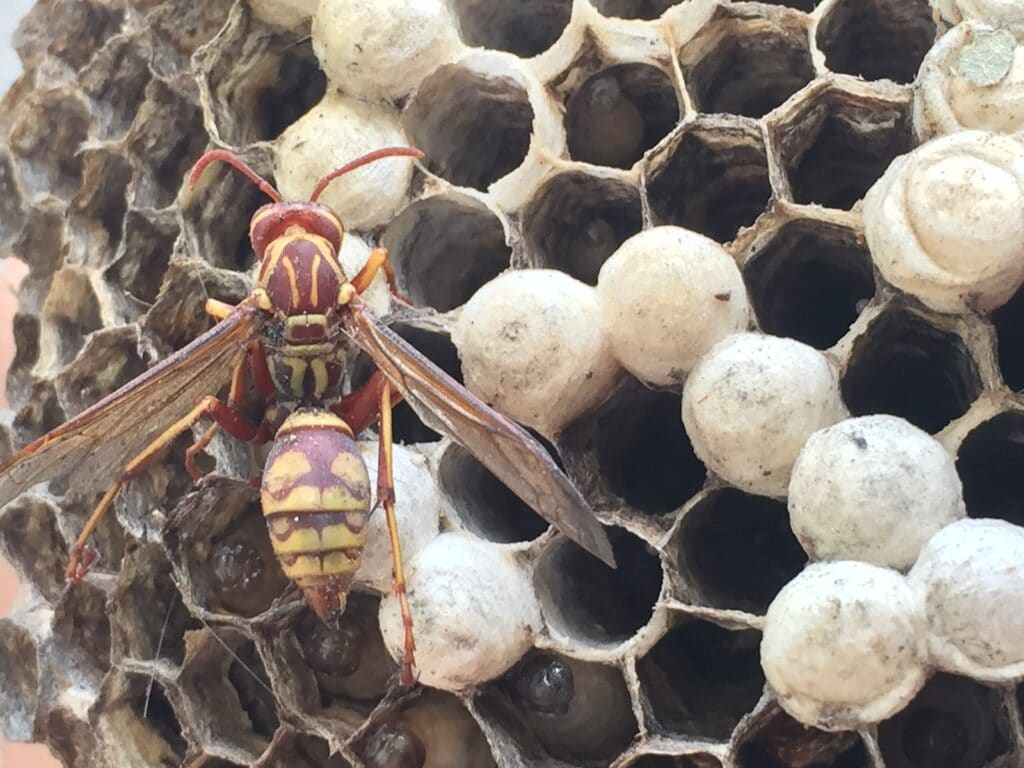 Gallery image 5 — fire ant control Dallas