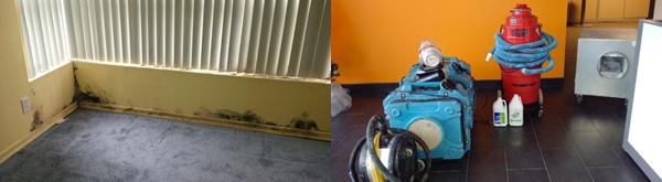 About affordable mold remediation Austin