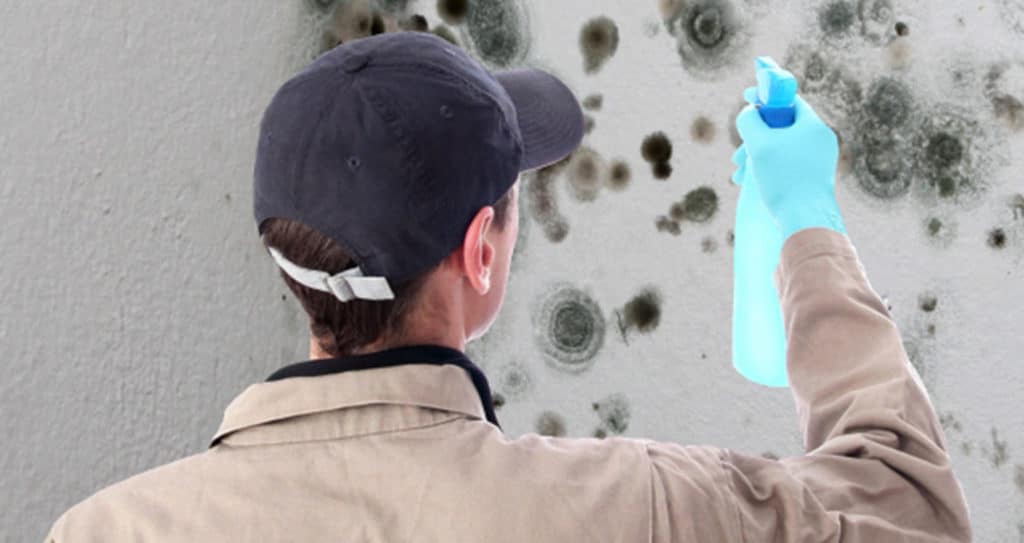Gallery image 7 — affordable mold remediation Austin
