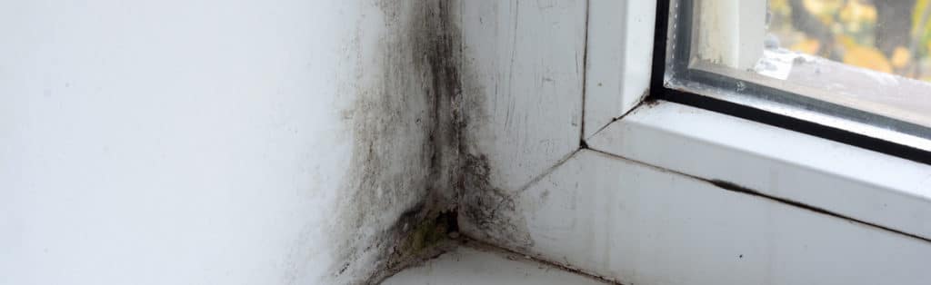 Gallery image 9 — affordable mold remediation Austin