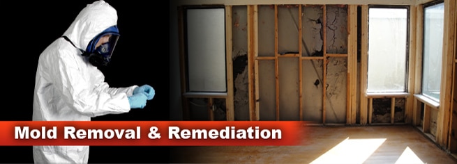 affordable mold remediation Austin