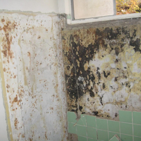 Gallery image 17 — affordable mold remediation Austin
