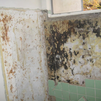 Gallery image 6 — affordable mold remediation Austin