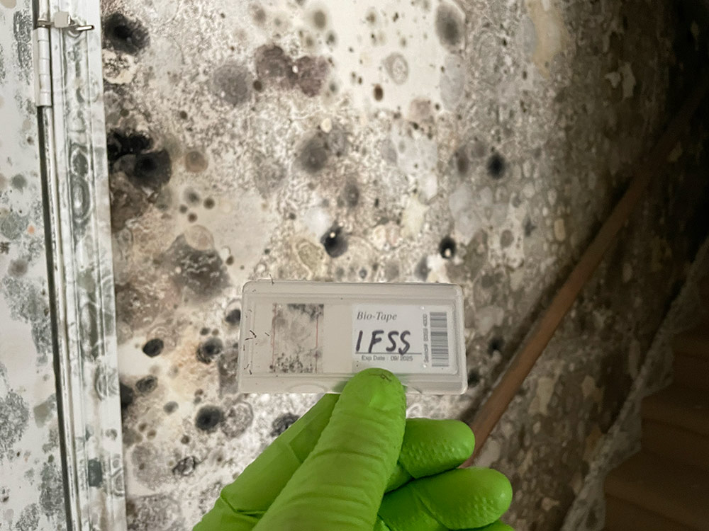 Gallery image 5 — mold inspection in %AREA%