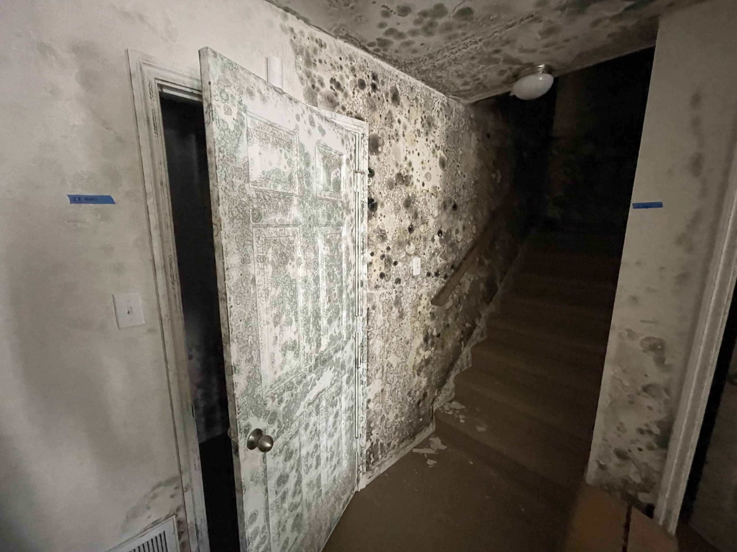 Gallery image 7 — mold inspection in %AREA%