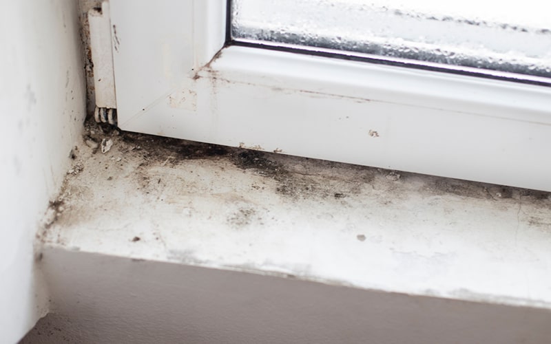 Gallery image 9 — residential mold inspection Austin Mold Testing