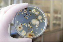Gallery image 16 — residential mold inspection Austin Mold Testing