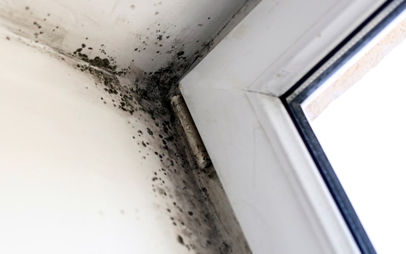 residential mold inspection Austin Mold Testing