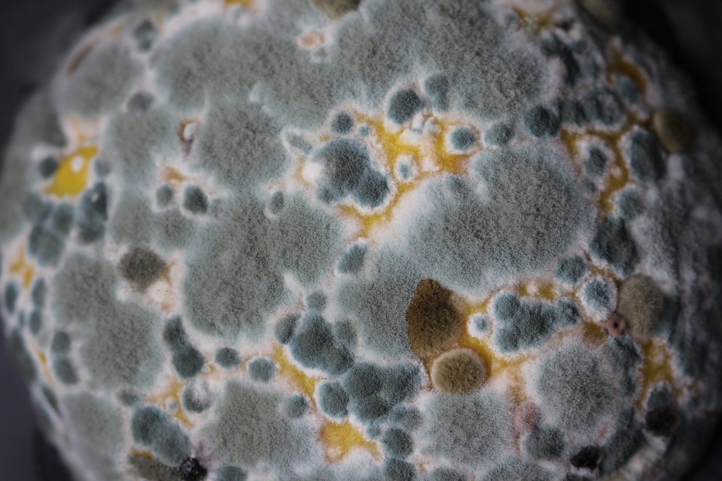 certified mold professionals near me