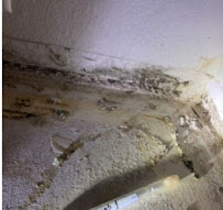 About mold inspection Downtown Austin
