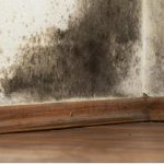 mold inspection Downtown Austin