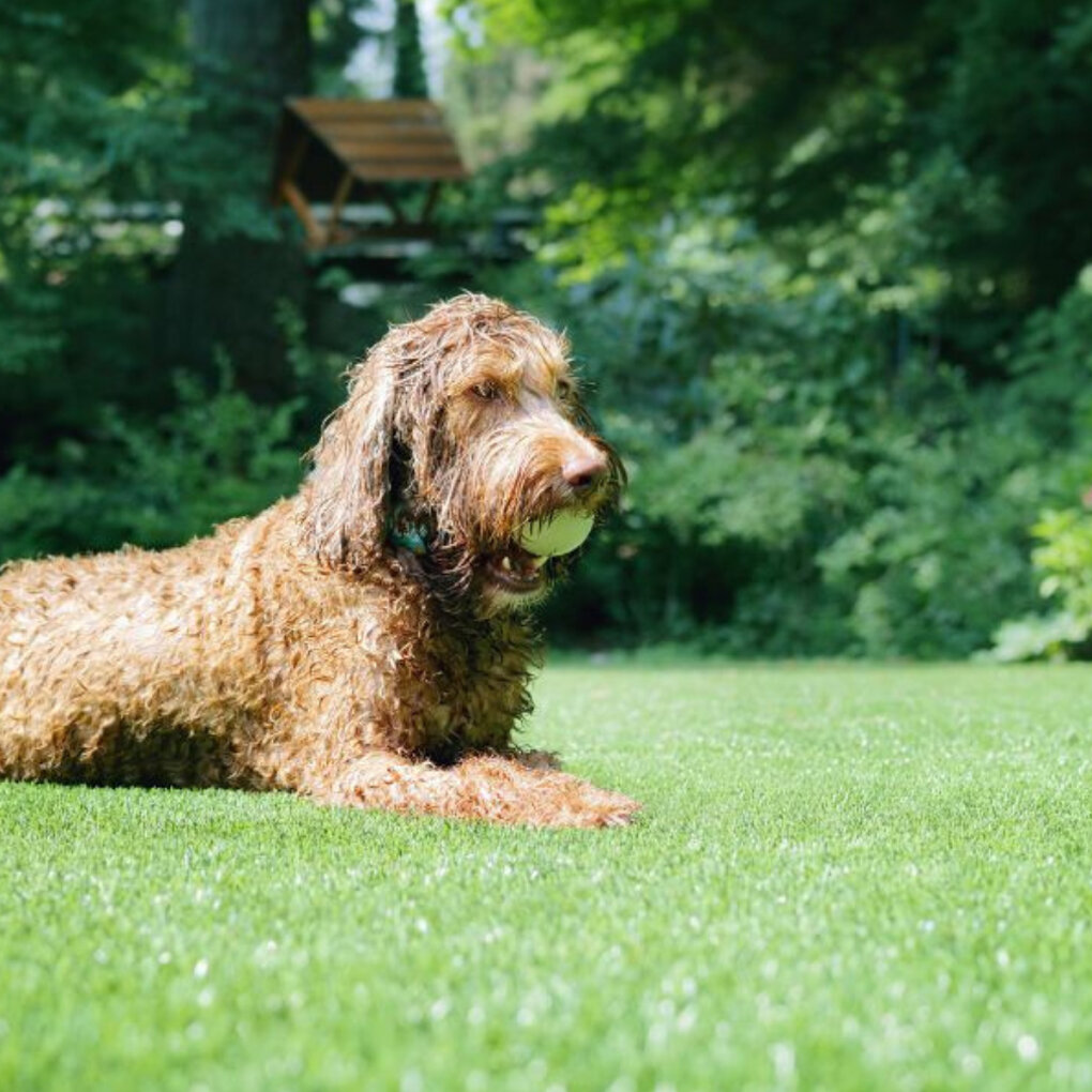 Gallery image 5 — durable synthetic grass Grass!365 Denver