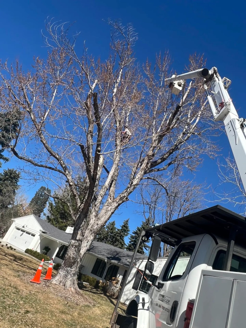 stump grinding near me