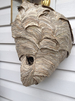 Gallery image 5 — AAA Bees One