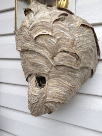 Gallery image 7 — AAA Bees One