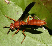 Gallery image 9 — AAA Bees One
