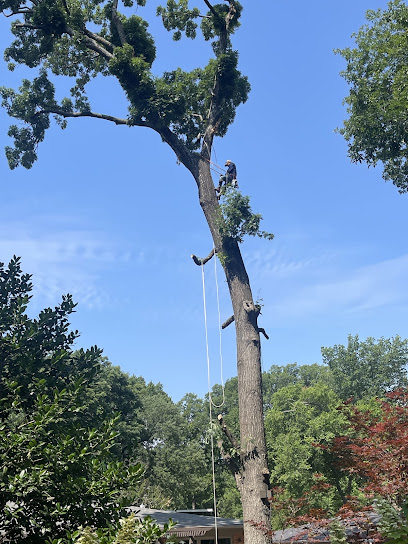 About tree service Dallas TX