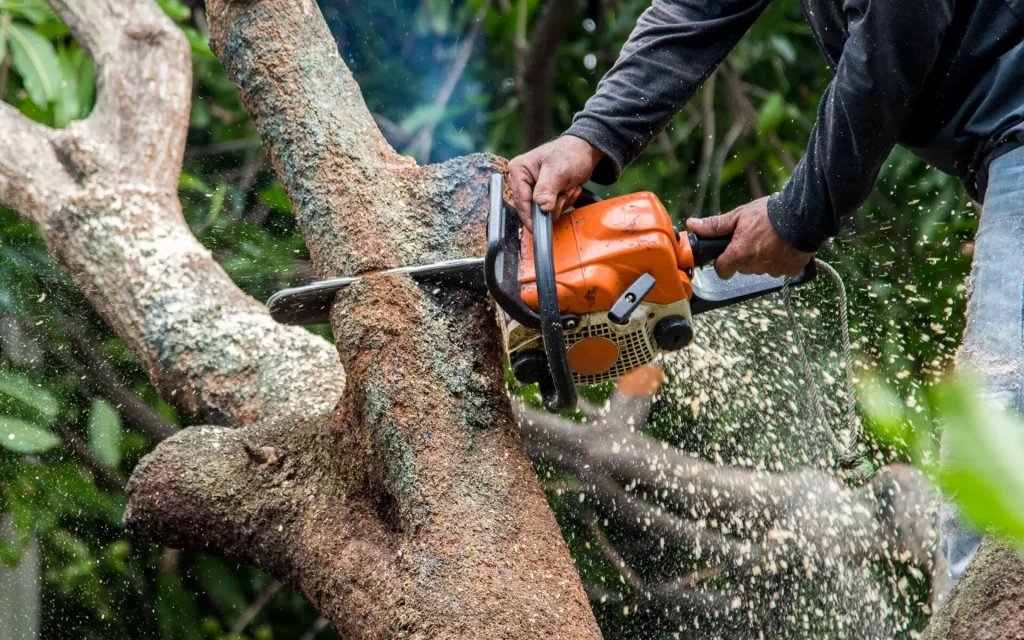 local tree care experts Dallas