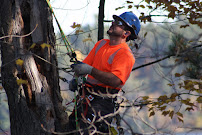 Gallery image 3 — local tree care experts Dallas