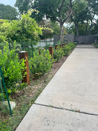 About local tree care experts Dallas