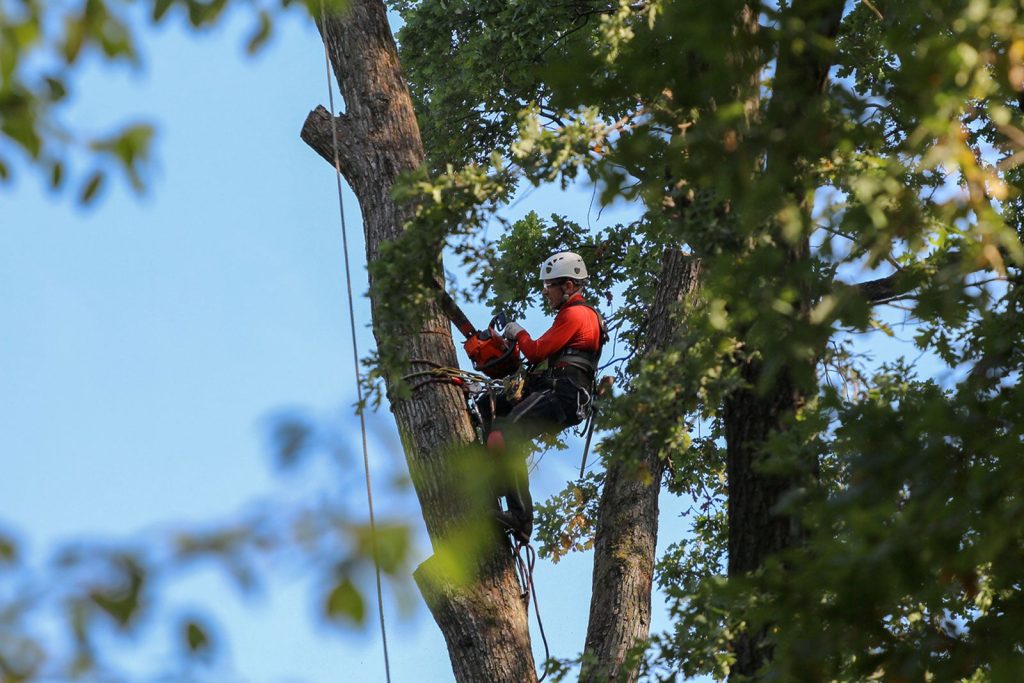 Gallery image 6 — local tree care experts Dallas