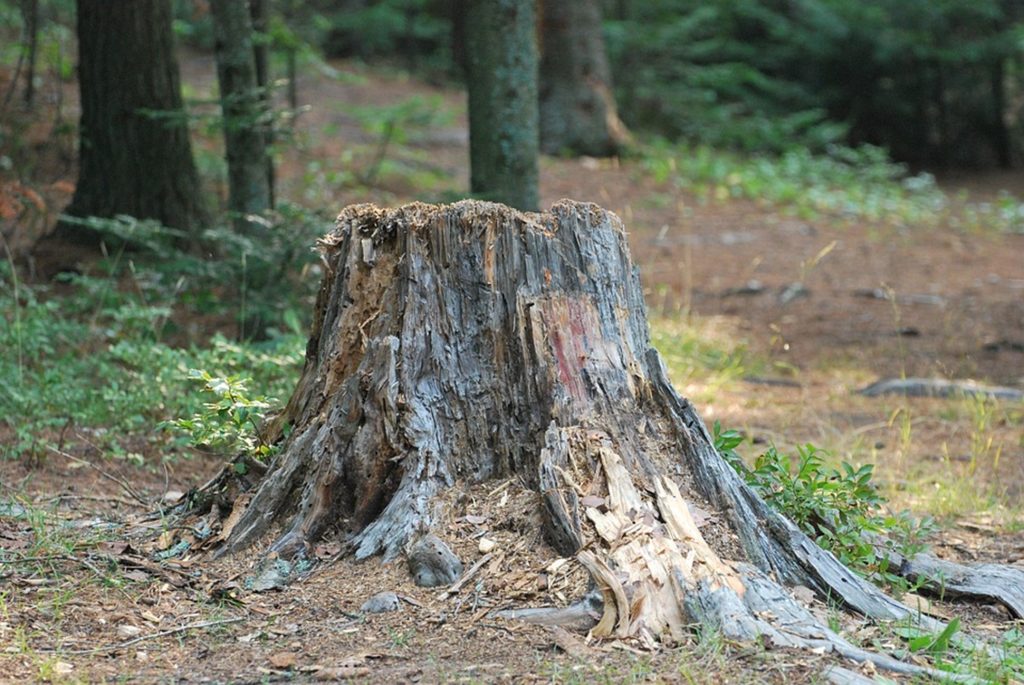 Gallery image 1 — tree service Dallas TX