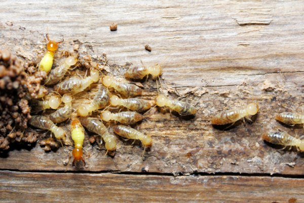 Gallery image 1 — termite bait system Decatur