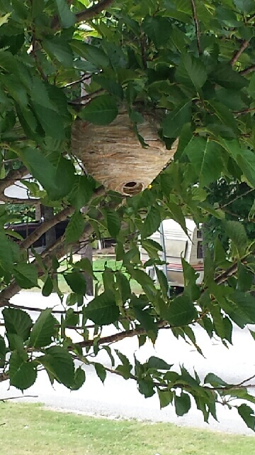 Gallery image 7 — termite bait system Decatur
