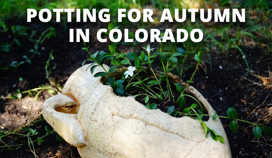 About garden design Bloem Landscaping and Garden Maintenance Denver