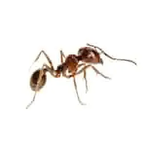 Gallery image 4 — pet friendly pest control Phoenix