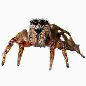 Gallery image 6 — pet friendly pest control Phoenix