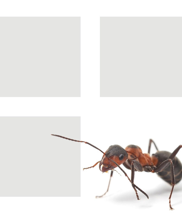 pet friendly pest control Phoenix