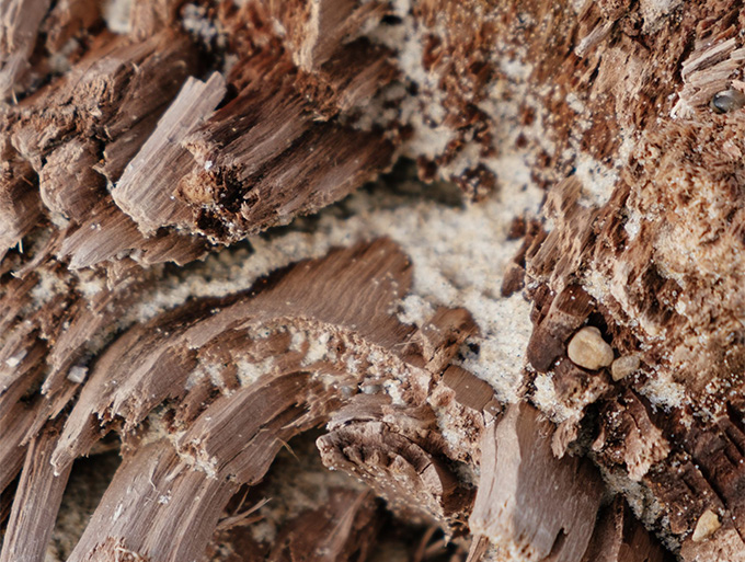 organic pest control Phoenix