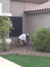 pet friendly pest control Phoenix