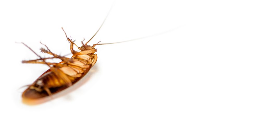 Gallery image 8 — pet friendly pest control Phoenix