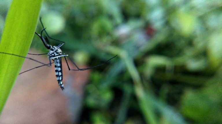 Gallery image 1 — pet friendly pest control Phoenix