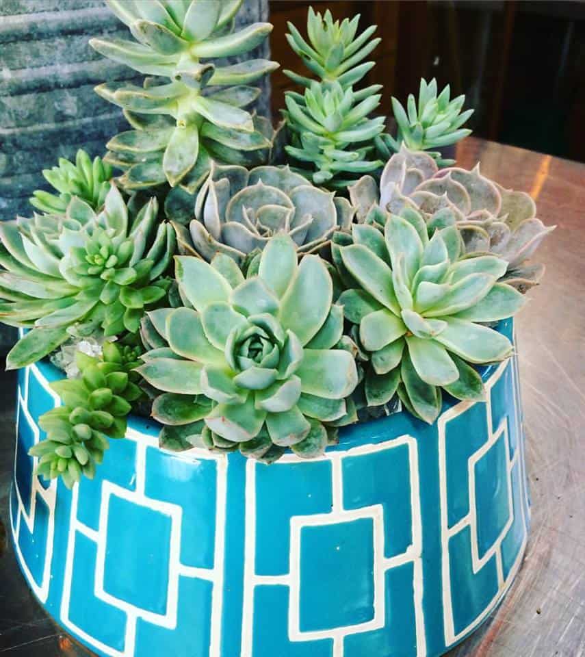 Gallery image 2 — best garden shop in Dallas
