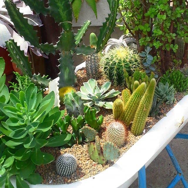 Gallery image 3 — best garden shop in Dallas