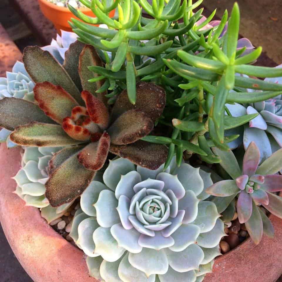 Gallery image 4 — best garden shop in Dallas